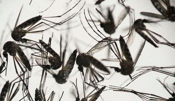 Puerto Rico confirma 201 casos de zika