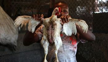 Dominicana dice a Haití  que no tiene gripe aviar