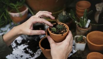 ¡Adiós plagas! Descubre las plantas ideales para evitar insectos en tu jardín