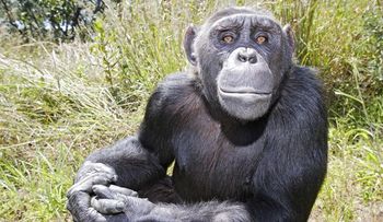 Los simios piensan como los humanos, según importante descubrimiento 