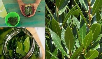 El Laurel: es la planta bactericida, antiinflamatoria y antibiótica que cura decenas de condiciones