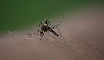 Confirman 4.356 casos de chikungunya en América Latina