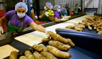 Exportan ñame a Canadá