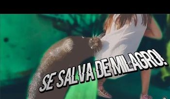 Niña atacada por león marino tiene una infección que podría ser mortal (VIDEO)