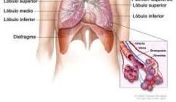 Efectivos remedios para la bronquitis, la tos, el asma y las enfermedades pulmonares