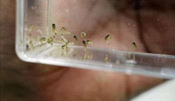  Ecuador investiga casos sospechosos de virus Zika