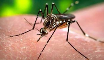 República Dominicana se acerca a 500 mil afectados de chikungunya