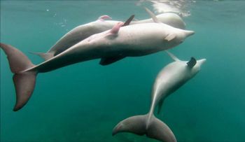 Los delfines hembras tienen clítoris y sienten igual placer que las mujeres
