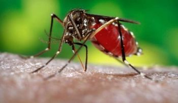 Confirman primer caso de Zika por vía sexual de mujer a hombre