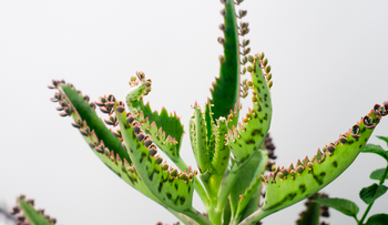 Por algo llaman a esta planta el milagro de la naturaleza