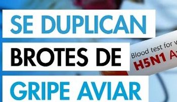 Nuevo brote de gripe aviar en humanos pone en vilo al mundo