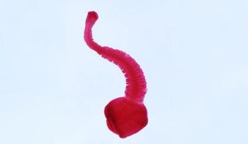 Las solitarias y otros cuatro parásitos repugnantes que deberías conocer