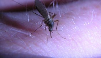 Descubren anticuerpo capaz neutralizar virus del dengue 