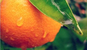 Consume estos alimentos que curan