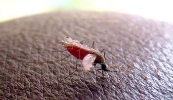 Puerto Rico pide prevención para quienes viajen a RD por malaria