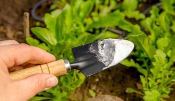 Descubre las maravillas del bicarbonato de sodio en el Jardín: 10 usos Ingeniosos que debes conocer