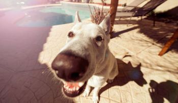  Se hace un tatuaje como el de su perro, compartió la foto y recibió burlas de sus  amigos