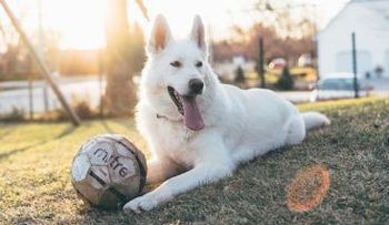 Perros pueden tener un  nuevo virus potencialmente mortal para los humanos