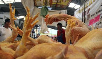 Avicultores: No existe escasez de carne de pollo sino una sobredemanda