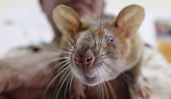 Una insólita especie de rata con hocico 'de cerdo' asoma la nariz en Indonesia