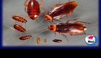¿Por qué las cucarachas son tan difíciles de matar? (VIDEO)