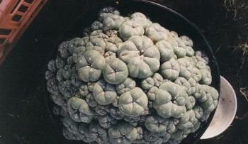 El peyote: Planta mágica y esotérica