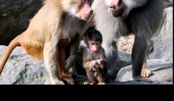 Animales podrían convertirse en donantes de órganos destinados a humanos