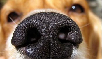 Los perros podrían detectar el cáncer con 'narices electrónicas'