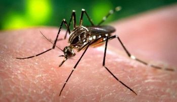 La OPS pide controlar el mosquito ante inminente llegada del zika a toda América Latina 