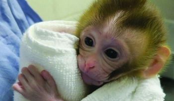 Nacimiento de mono es un paso para salvar la fertilidad de los niños con cáncer