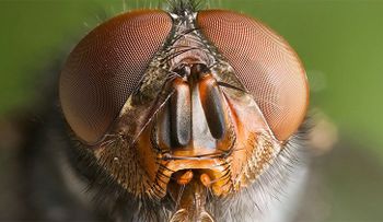 Todos los patrones de ojos de insectos caben en un solo modelo