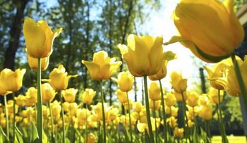La primavera es del 21 de marzo al 22 de junio, donde la gente se enamora más y aumenta la felicidad