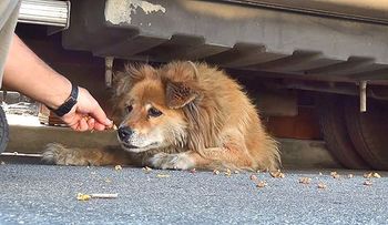 Video: Gracias a Google Maps rescataron a una perrita abandonada por 10 años