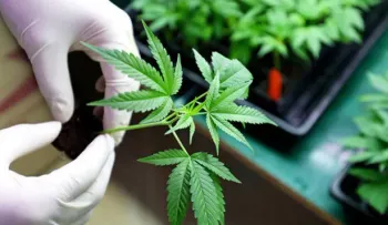 Marruecos autoriza cultivo de cannabis para usos terapéuticos en 3 provincias
