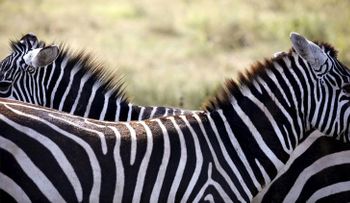 Matemática de la naturaleza: una fórmula explica la distribución de las rayas en las cebras