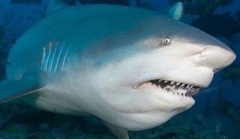 Científicos prueban que piel artificial de tiburón mejora natación 