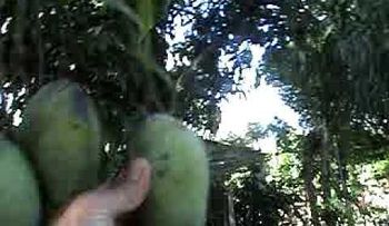 Hombre mata a otro en Santiago, porque no le permitió tumbar mangos de su casa 