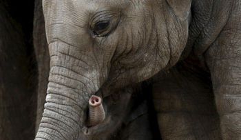 ¿Por qué los elefantes no tienen cáncer? La respuesta podría salvar a la humanidad
