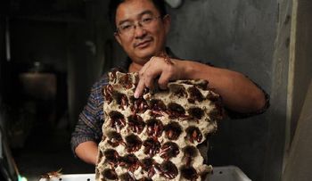 Criaderos de cucarachas: un negocio muy próspero en China