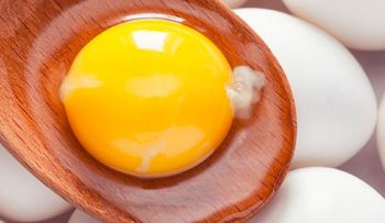 El misterioso hilito blanco dentro del huevo; no tenga ningún temor 