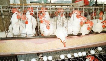 Salió hacia Haití comisión busca sea levantada veda a exportación pollos y huevos