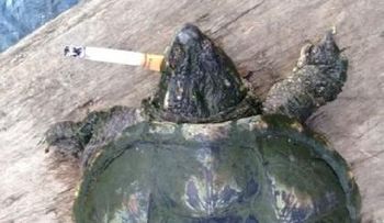 Tortuga fuma diez cigarrillos por día 