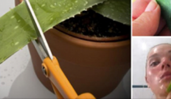 Frotas aloe vera en tu rostro por 15 minutos. NO LO VAS A CREER 