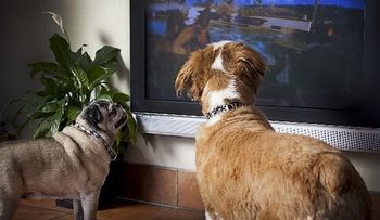 Lazan canal de televisión para perros