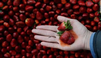 Las fresas son de nuevo, la fruta con más pesticidas en 2018