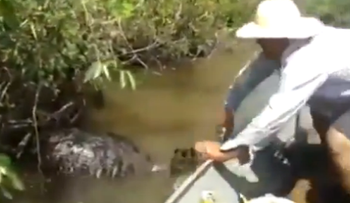 Brasil: ¡Impactante! 'monstruosa' anaconda gigante