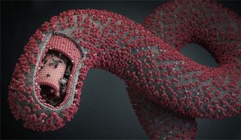 El regreso de la "maldición" africana: El virus del ébola; cómo se transmite; no hay vacuna, no hay tratamiento