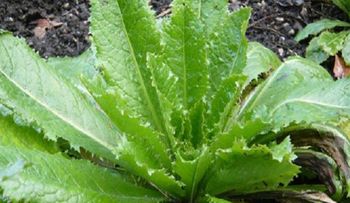 La lechuga silvestre que funciona como la morfina y puedes encontrarla en un patio trasero