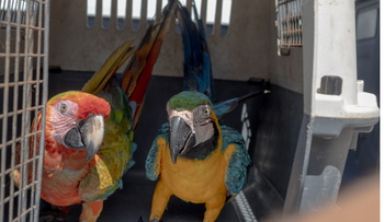 Medio Ambiente llama a registrar animales exóticos