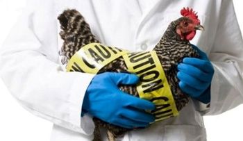 OMS alerta ante rápida propagación gripe aviar en el MUNDO 